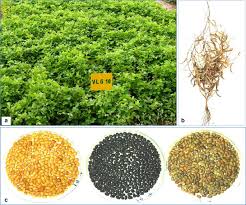 Image result for Macrotyloma daltonii