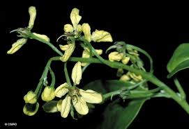 Image result for Tristellateia africana