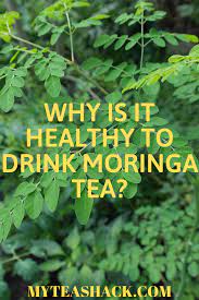 The Truth About Moringa Tea My Tea Shack Moringa Benefits Moringa Tea Benefits
