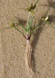 Image result for Pycreus flavescens