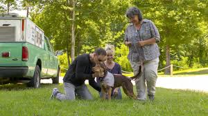 We'll cover the 7 signs to watch out for, along with what to do if you see these signs. A Dog S Way Home How Shelby Went From Junkyard Stray To Movie Star