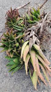 Image result for Aloe inyangensis
