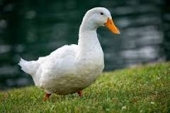 What are 4 duck breeds used for meat?
