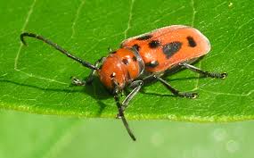Red Milkweed Beetle What S That Bug