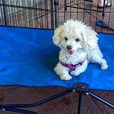 Tour of the las vegas adoption dog pound, a walk through of the animal foundation where you can adopt dogs and cats and turtles. Las Vegas Nv Maltese Meet Mojito A Pet For Adoption