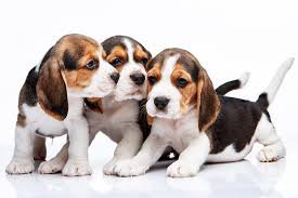 You can buy these images to publish. Beagle Puppies On White Background Photograph By Volodymyr Melnyk