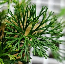 Image result for Elaphoglossum kivuense