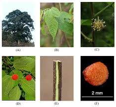 Image result for Broussonetia