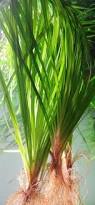 Image result for Blyxa aubertii