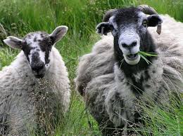 The Difference Between Sheep And Goats Ehow Com Sheep Breeds Goats Sheep