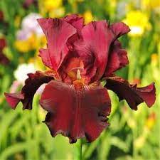 Pin On Iris