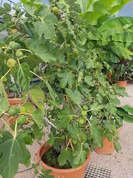 Fig trees are the perfect backyard fruit tree. Potted Figs Trees All The Top Growing Tips