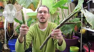 Planting Plumeria Cuttings Frangipani Plumeria Plumeria Flowers Plumeria Tree
