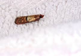 Check spelling or type a new query. How To Get Rid Of Moths And Prevent Their Return Bob Vila