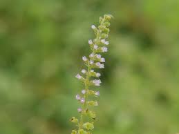 Image result for Basilicum polystachyon