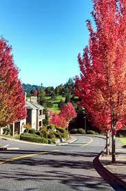 Fall Colors Persimmon Gresham Oregon Oregon Scenery Oregon Travel Beautiful Places