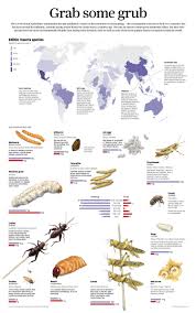 Grab Some Grub Nutritional Values For Edible Bugs Edible Insects Edible Bugs Wild Food Foraging