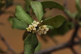 Image result for Euclea undulata