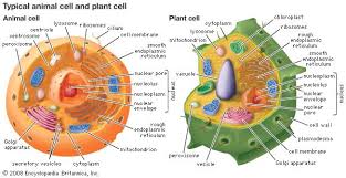 Plant cells all plant cells are surrounded by a cell wall composed primarily of cellulose. Unit 3 Correia Life Science