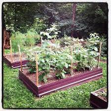 Raspberry And Asparagus Supports Raised Garden Beds Garden Beds Garden Structures
