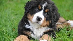 Bernese mountain dog puppies are adorable balls of fluff, and grow up to be sweet and loyal who is the best human for a bernese mountain dog? Bernese Mountain Dog Puppies The Ultimate Guide For New Dog Owners The Dog People By Rover Com