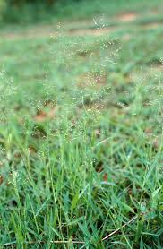Image result for Panicum pansum