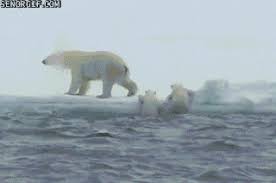 So Sometimes Parents Need To Give Them A Helping Hand Baby Polar Bears Polar Bear Cute Polar Bear
