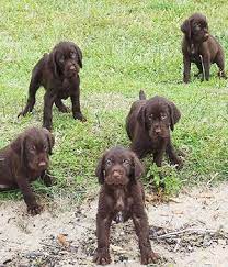 Male german shorthaired pointer puppy for sale. Pudelpointer Breed Information Pictures Dog Breeds Dogs Hunting Dogs Breeds