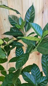 Image result for Tabernaemontana pachysiphon