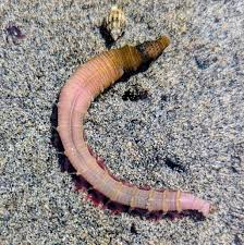 Image result for Aneilema arenicola