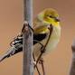 Birding Gilbert’s Corner event image