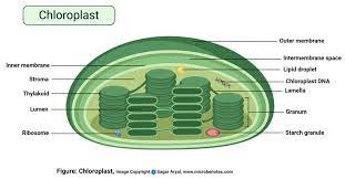 We did not find results for: Plant Cell Definition Labeled Diagram Structure Parts Organelles