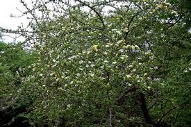 Image result for Catunaregam