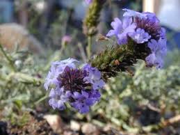 Image result for Nemesia lilacina