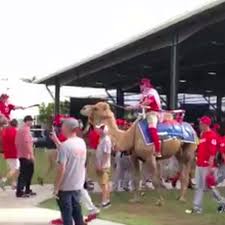 Baa baa black sheep more nursery rhymes kids songs cocomelon. Washington Nationals Coaches Ride Camels Into The Circle Of Trust On Hump Day Federal Baseball