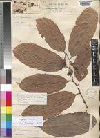 Image result for Dasylepis racemosa