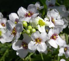 Image result for Crambe hispanica
