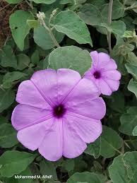 Image result for Astripomoea