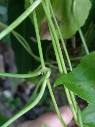 Image result for Mikania sp.