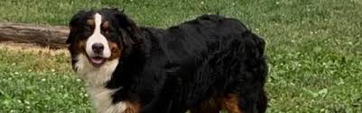 Bernese mountain dog breeders ohio. Home Hunter S Run Bernese Mountain Dogs