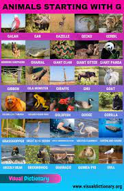 See also answers to questions: Animals That Start With G 30 Famous Animals Starting With G Visual Dictionary Animals Visual Dictionary Animal Groups