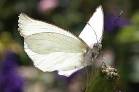 Free Image On Pixabay Butterfly White Nature Flower Butterfly Photos Butterfly Pictures Butterfly Images