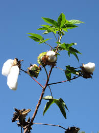 Image result for Gossypium barbadense