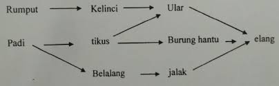 Pada kesempatan kali ini kita akan membahas tentang soal kompetisi sains nasional mata pelajaran kunci jawaban ksn ipa tahun 2020 1. Soal Dan Jawaban Osn Ipa Sd 2019 Tingkat Kecamatan Folder Ksn