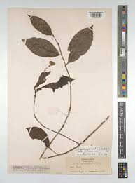 Image result for Necepsia castaneifolia