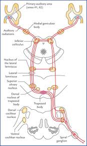 Select a flowchart shape and drag it onto the drawing page. Special Senses And Their Neural Pathways Textbook Of Clinical Neuroanatomy 2 Ed