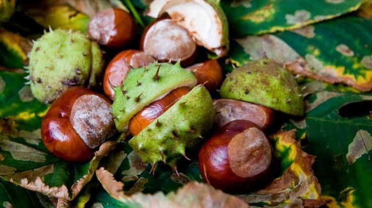 Collecting conkers and conker facts - Ribble Rivers Trust