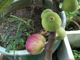 Cara saya membuat media tanam buah tin paling bagus untuk ditanam dalam pot outdoor (bukan di greenhouse). Syoknya Pokok Tin Dah Berbuah Tanam Dalam Pasu Jerr
