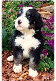 Bernedoodle puppies available for sale in united states from top breeders and individuals. Buy Tri Colored Bernedoodle Puppies Online From Hurricane Creek Doodles And Poodles Call Us Now At 615 955 0118 To Know M Bernedoodle Puppies Puppies For Sale