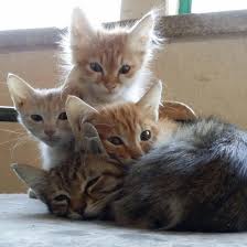 Kedi Yuvalandirma Ankara Home Facebook